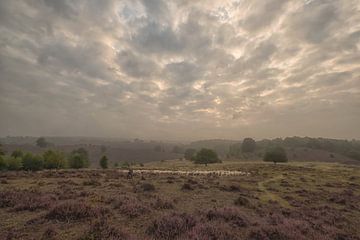 Troupeau de moutons sur une lande fleurie sur Moetwil en van Dijk - Fotografie