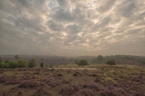 Schaapskudde op bloeiende heide
