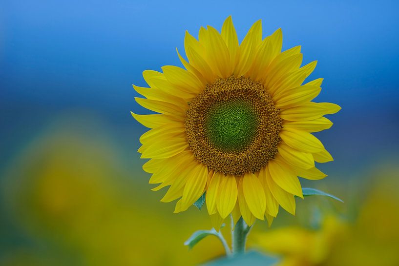 Veld vol zonnebloemen in de Auvergne in Frankrijk van Kneeke .com