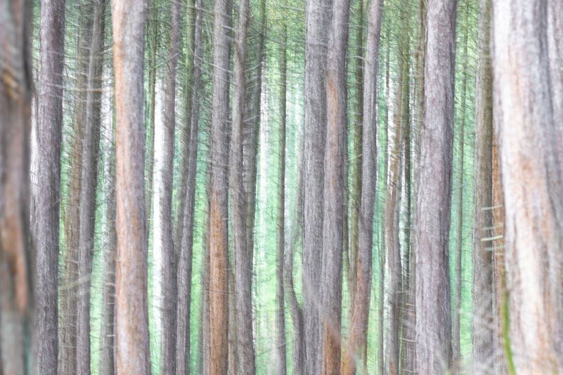 Pine trees by jaapFoto