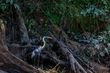 Libelle in Kabalebo in Suriname van René Holtslag
