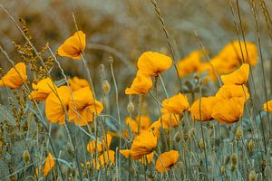 Wilde Blumen von Lars van de Goor