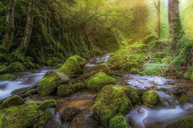 Small torrent in the Black Forest by Hans-Bernd Lichtblau