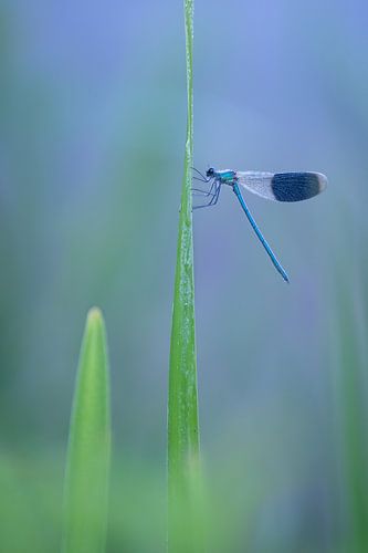 Weide-Bachlibelle Männchen von Moetwil en van Dijk - Fotografie