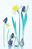 Narcis