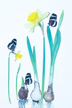 Narcissus by marry van der Geest