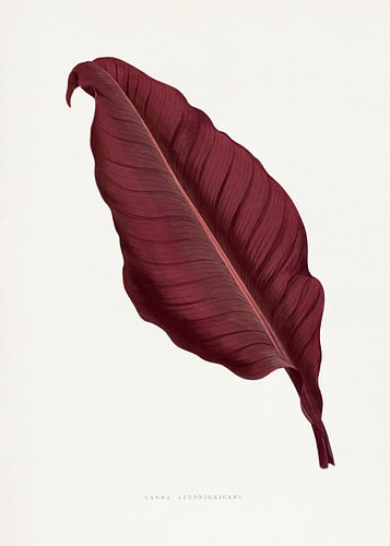 Illustration eines rosa Canna-Atronigricans-Blattes