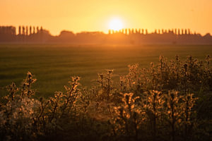 Golddisteln