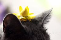 Little Princess