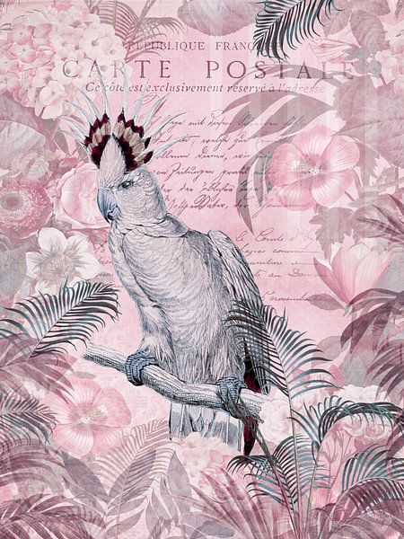 Cockatoo nostalgia by Andrea Haase