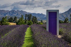 Wanaka Lavendelfarm, Wanaka, Neuseeland - 12. Januar 2020 : Die violette Tür auf der Lavendelfarm in