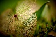 Détails d'un hortensia à fleurs entières par Jenco van Zalk Aperçu