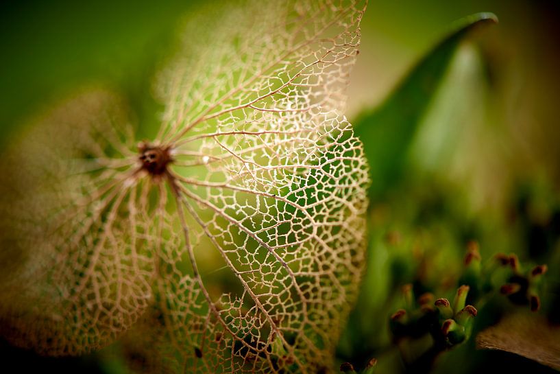 Détails d'un hortensia à fleurs entières par Jenco van Zalk