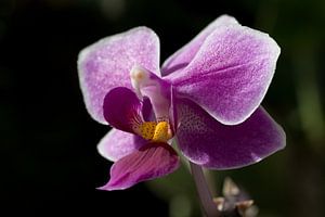 Nahaufnahme einer lila Orchidee