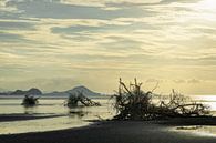 Tree roots on the beach van Ralf Lehmann thumbnail