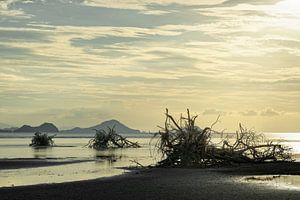 Baumwurzeln am Strand