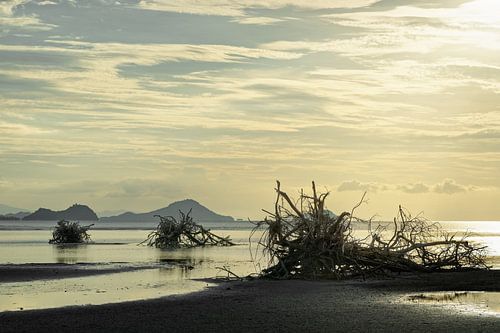 Tree roots on the beach