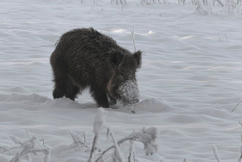 Wild boar after a snow shower in Ede (Holland) by Eric Wander