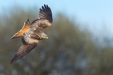 Rode Wouw in duikvlucht in Engeland van Jeroen Stel