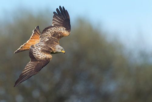 Rode Wouw in duikvlucht in Engeland