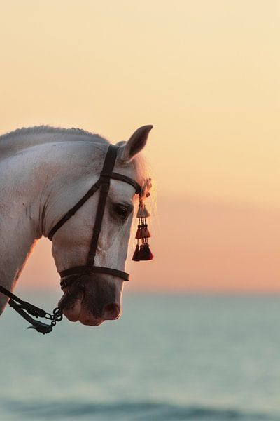 Turnierpferd am Strand bei Sonnenuntergang von Nannie van Berkel-Hijlkema