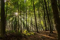 Des rayons de soleil dans une forêt