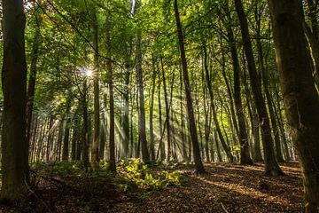 Zonnestralen in een bos van Jörg Sabel - Fotografie
