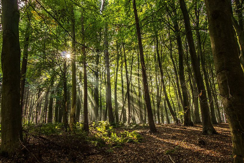 Sonnenstrahlen in einem Wald von Jörg Sabel - Fotografie
