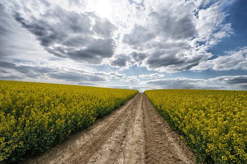 champ du colza sur Jo Beerens