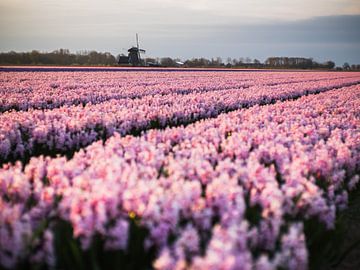 Crocus roses sur Martijn Tilroe