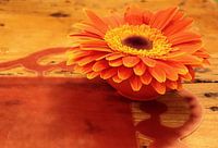 Bloem op de tafel