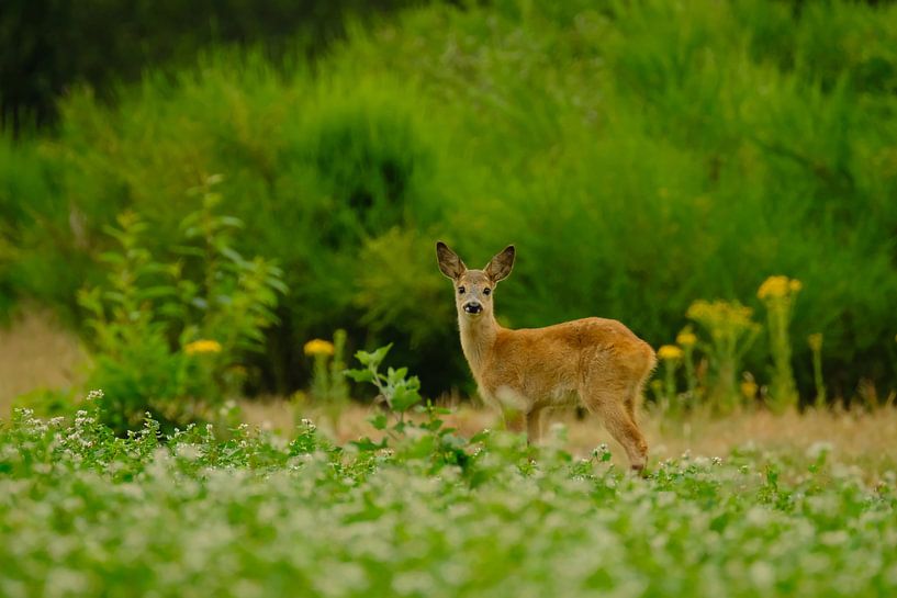 Calf by NatureBliss