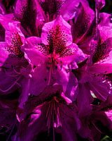 Rhododendron Marcel Menard