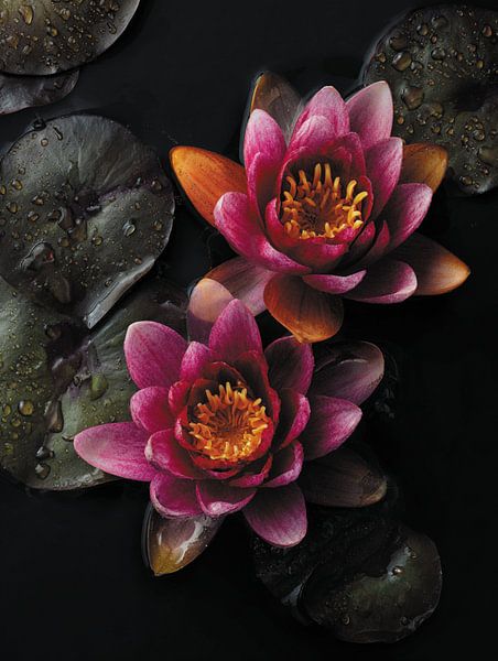 Water lily by Ellen Novara-da Lima