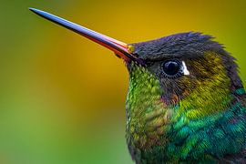 Hummingbird: Fire-throated Hummingbird (Panterpe insignis)