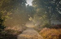 Schöner Morgen im Moor