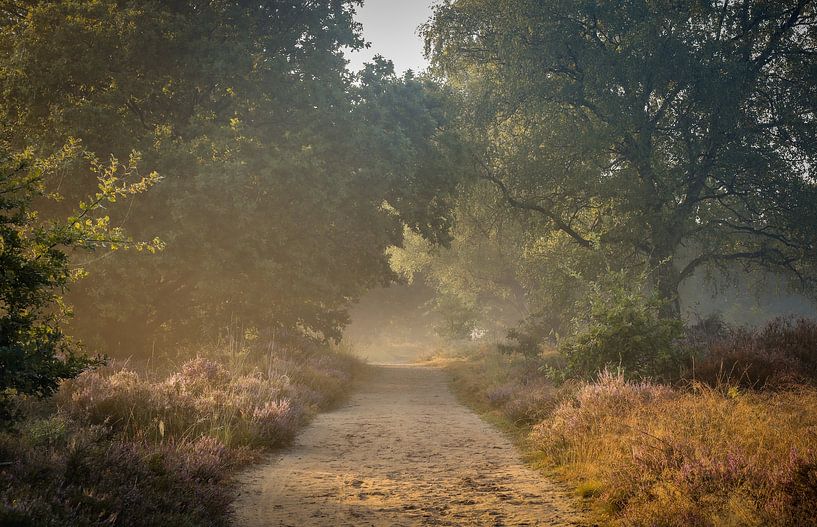 Beautiful morning on the moors by Eefje John