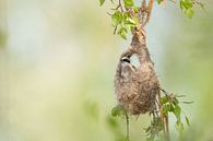Penduline Tit (Remiz pendulinus) by Vienna Wildlife thumbnail