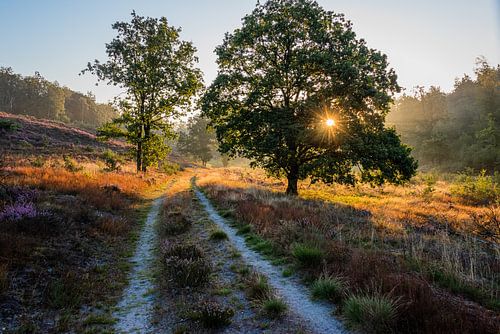 The morning sun on the Mechelse Heide