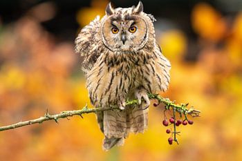 Waldohreule im Herbst