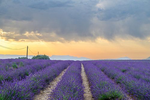 Bloeiende lavendel in de Provence tijdens zonsopkomst