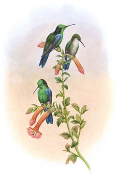 Citado Wood-Nymph, John Gould van Hummingbirds
