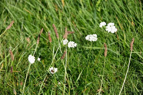 Ontdek de natuur in een bosrijk gebied in Emsland, Nedersaksen, Duitsland