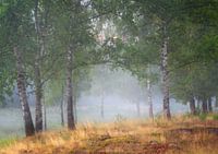 Wald mit Birken in nebelhaften Bedingungen