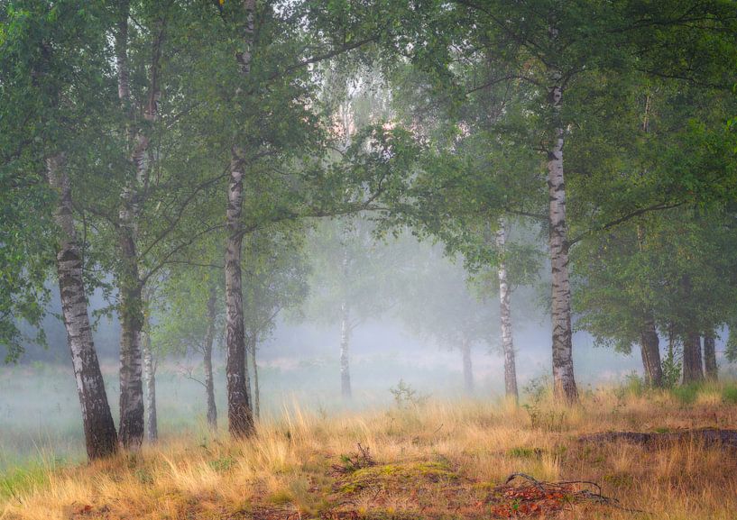 Bomen en mist op de Kortenhoeff nabij Huijbergen van Jos Pannekoek