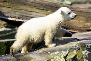Ours polaire