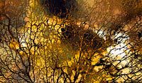 Scandinavisch herfstbos Abstract