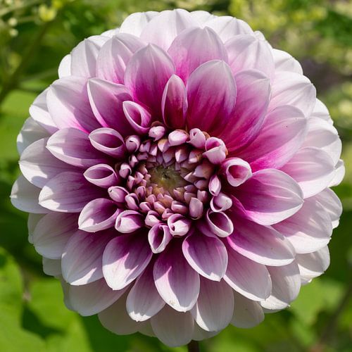 Dahlia (Dahlia)