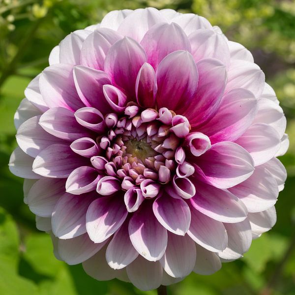 Dahlia (Dahlia) by Alexander Ludwig