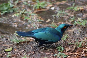Blauwe Starling, Zuid-Afrika